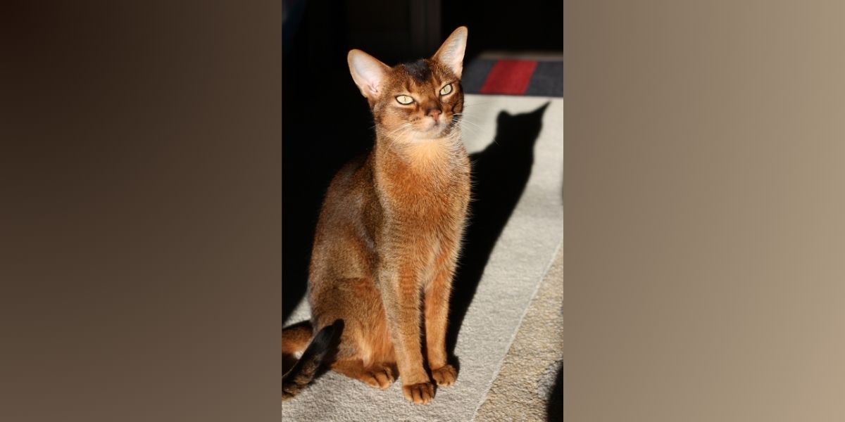 Abyssinian Cat Growth