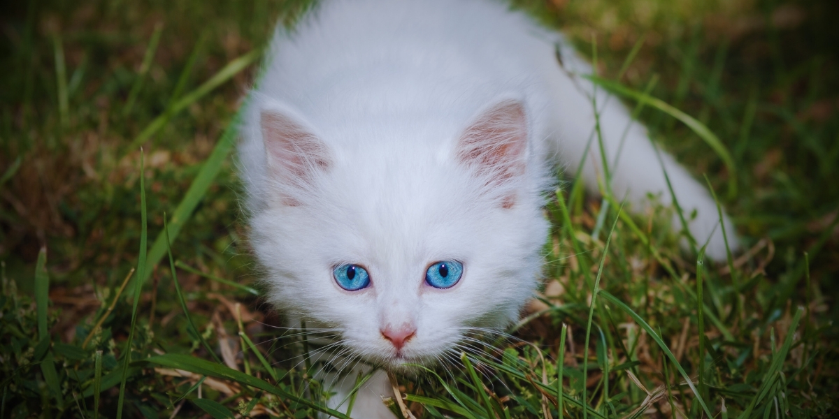 White-Cats-with-Blue-Eyes