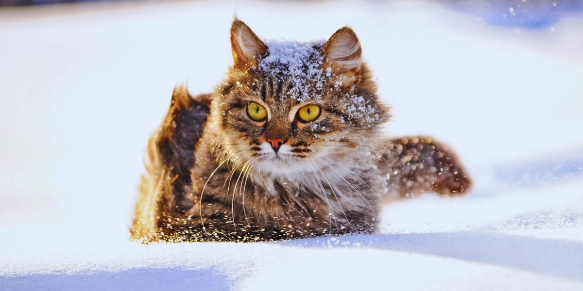 cat-in-cold-area